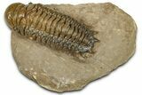 Detailed Crotalocephalina Trilobite - Atchana, Morocco #359523-2